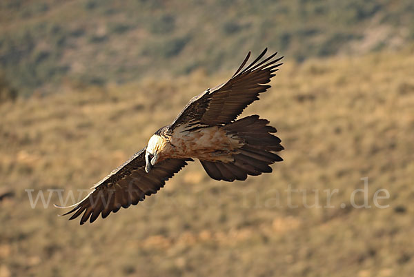 Bartgeier (Gypaetus barbatus)