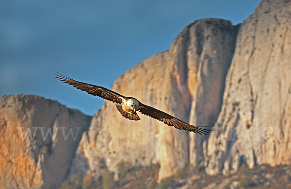 Bartgeier (Gypaetus barbatus)