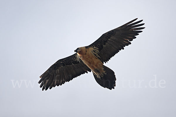 Bartgeier (Gypaetus barbatus)