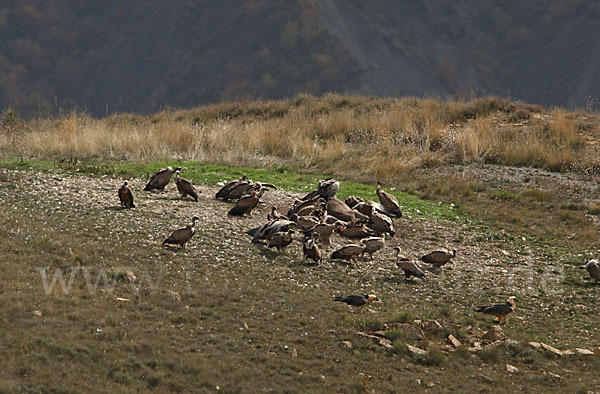 Bartgeier (Gypaetus barbatus)