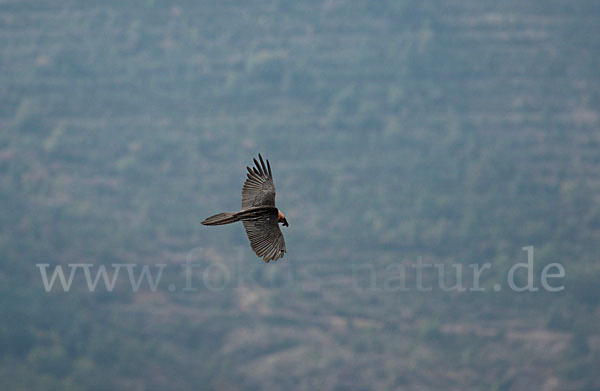 Bartgeier (Gypaetus barbatus)