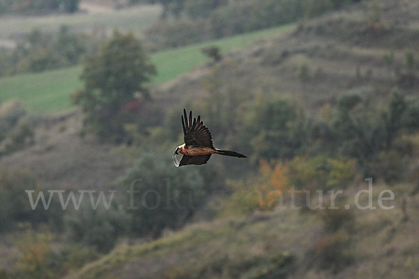 Bartgeier (Gypaetus barbatus)