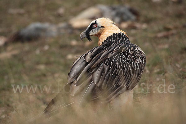 Bartgeier (Gypaetus barbatus)