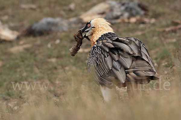 Bartgeier (Gypaetus barbatus)