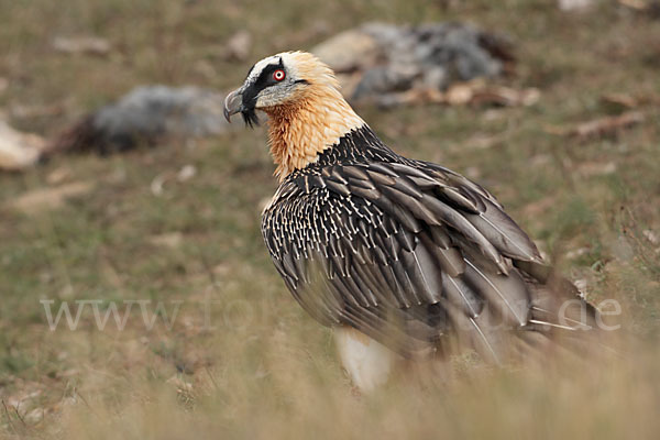 Bartgeier (Gypaetus barbatus)