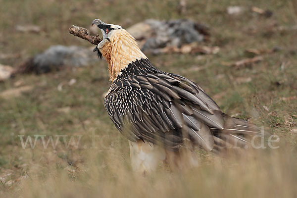 Bartgeier (Gypaetus barbatus)