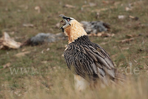 Bartgeier (Gypaetus barbatus)