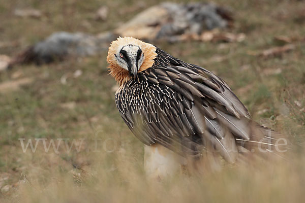 Bartgeier (Gypaetus barbatus)