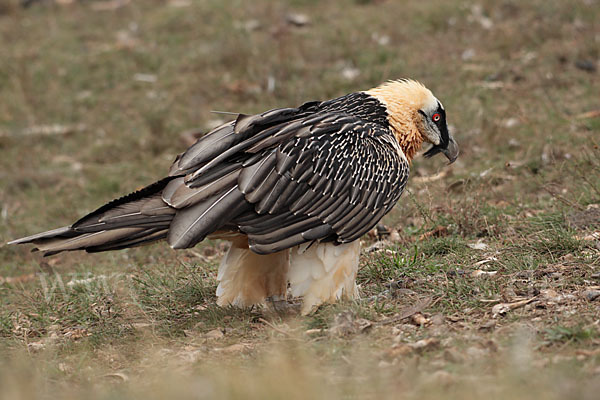 Bartgeier (Gypaetus barbatus)