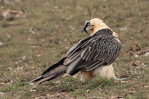 Bartgeier (Gypaetus barbatus)