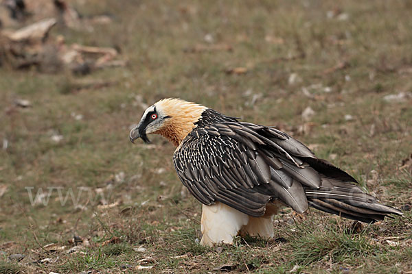 Bartgeier (Gypaetus barbatus)