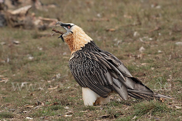 Bartgeier (Gypaetus barbatus)