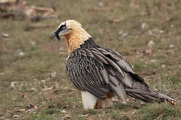 Bartgeier (Gypaetus barbatus)