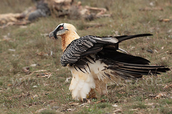 Bartgeier (Gypaetus barbatus)