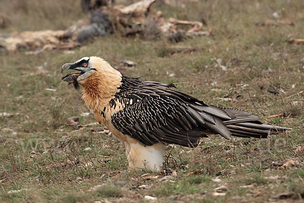 Bartgeier (Gypaetus barbatus)