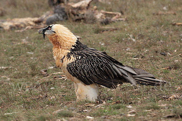 Bartgeier (Gypaetus barbatus)