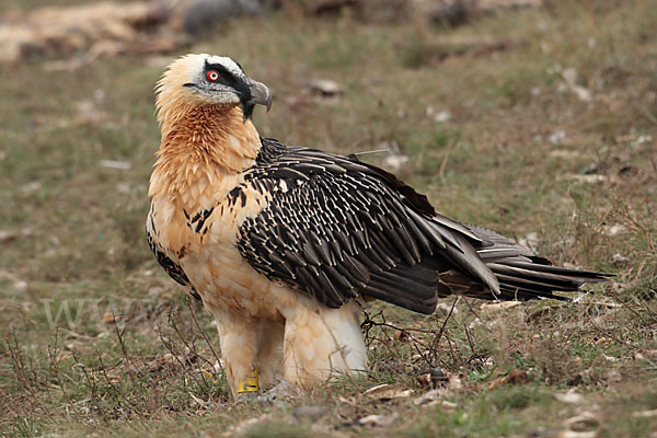 Bartgeier (Gypaetus barbatus)