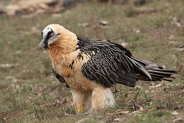 Bartgeier (Gypaetus barbatus)