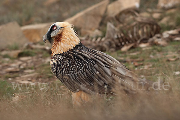 Bartgeier (Gypaetus barbatus)