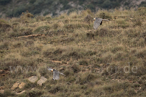 Bartgeier (Gypaetus barbatus)