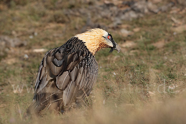 Bartgeier (Gypaetus barbatus)