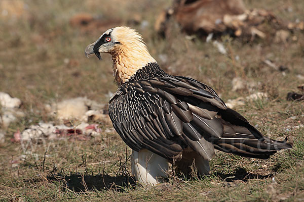 Bartgeier (Gypaetus barbatus)