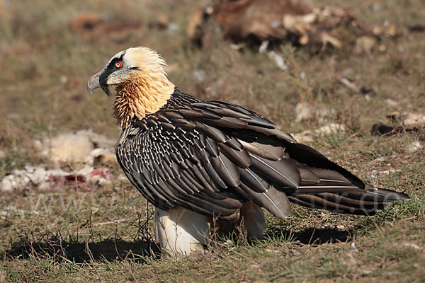 Bartgeier (Gypaetus barbatus)