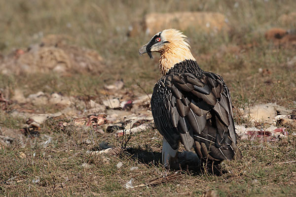 Bartgeier (Gypaetus barbatus)