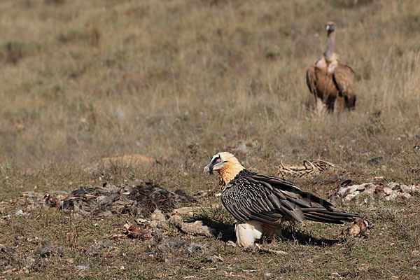 Bartgeier (Gypaetus barbatus)