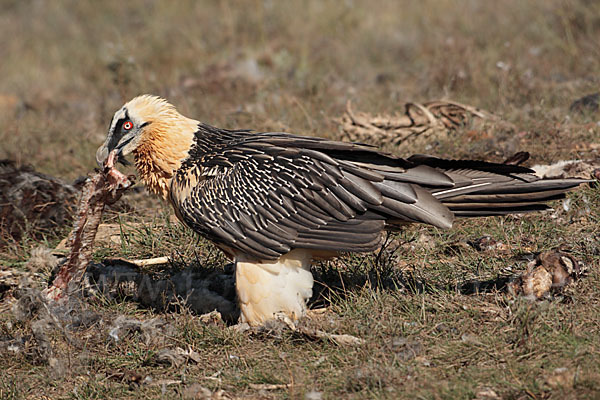 Bartgeier (Gypaetus barbatus)