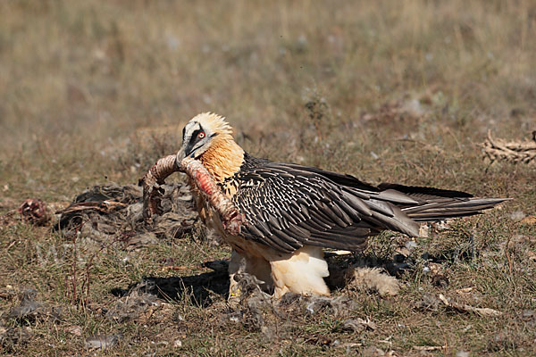 Bartgeier (Gypaetus barbatus)