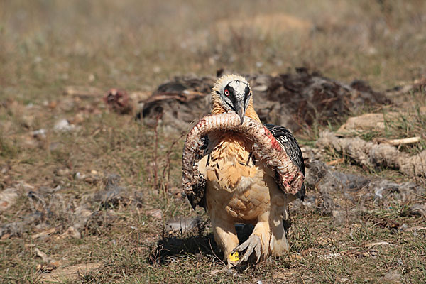 Bartgeier (Gypaetus barbatus)