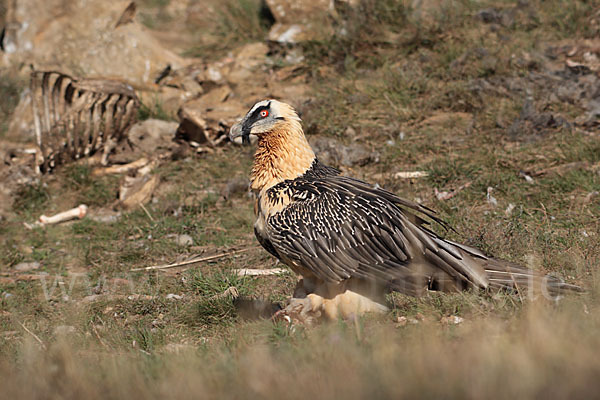 Bartgeier (Gypaetus barbatus)