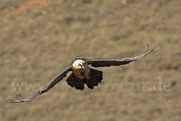 Bartgeier (Gypaetus barbatus)