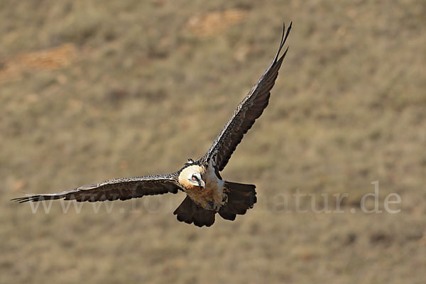 Bartgeier (Gypaetus barbatus)