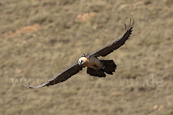 Bartgeier (Gypaetus barbatus)