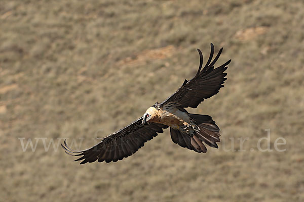 Bartgeier (Gypaetus barbatus)