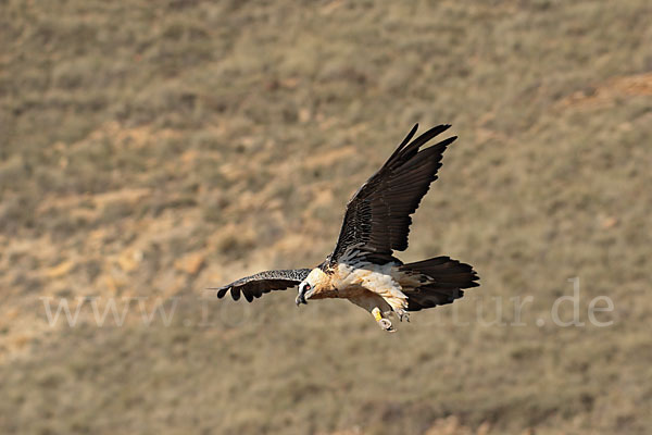 Bartgeier (Gypaetus barbatus)