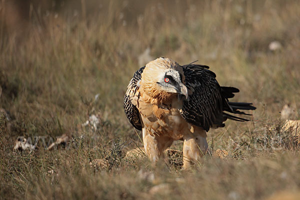 Bartgeier (Gypaetus barbatus)