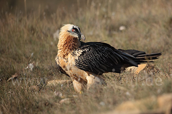 Bartgeier (Gypaetus barbatus)