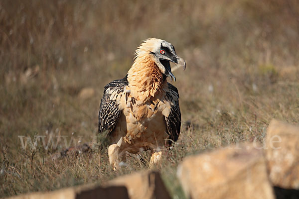 Bartgeier (Gypaetus barbatus)