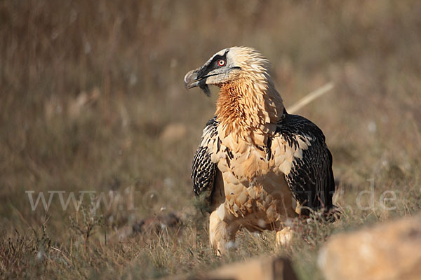 Bartgeier (Gypaetus barbatus)