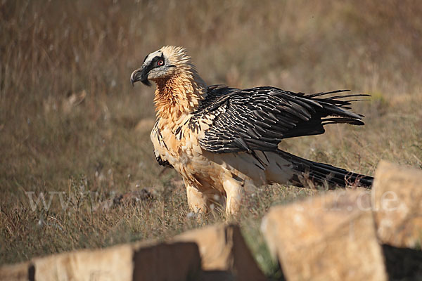 Bartgeier (Gypaetus barbatus)