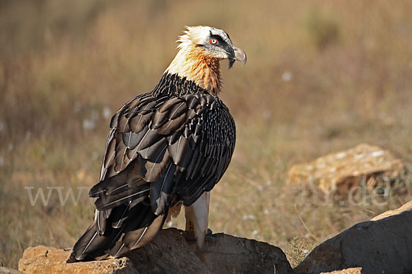 Bartgeier (Gypaetus barbatus)