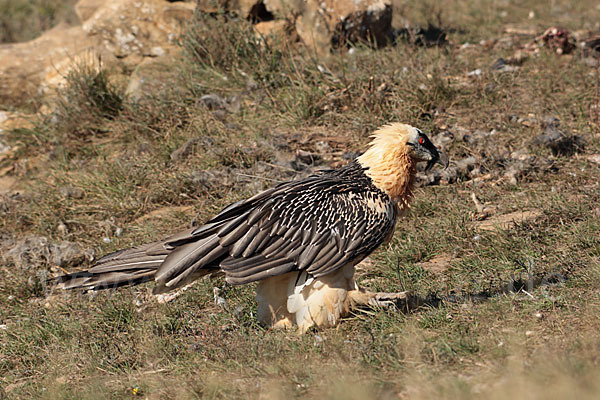 Bartgeier (Gypaetus barbatus)