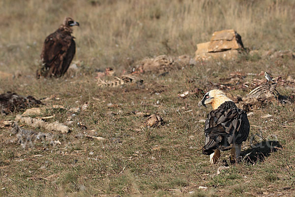 Bartgeier (Gypaetus barbatus)