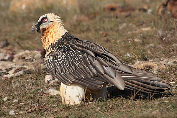 Bartgeier (Gypaetus barbatus)