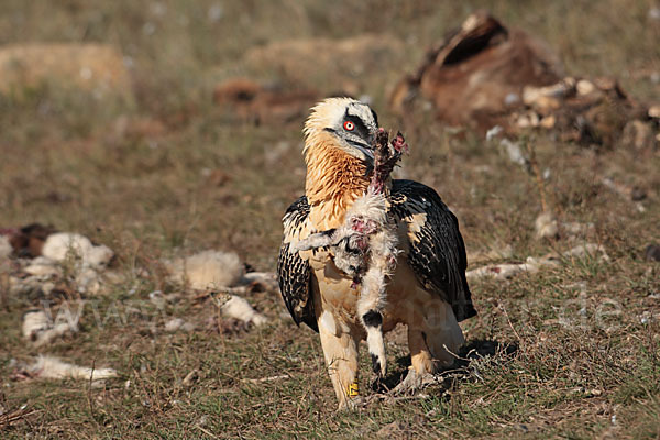 Bartgeier (Gypaetus barbatus)