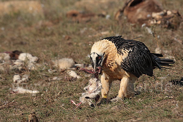 Bartgeier (Gypaetus barbatus)