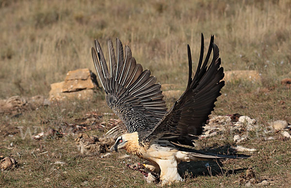 Bartgeier (Gypaetus barbatus)